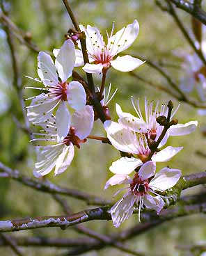 Cherry Plum (Cerasifera)