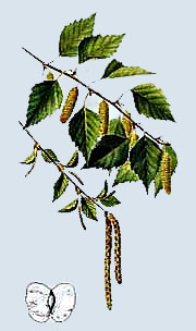 Abedul